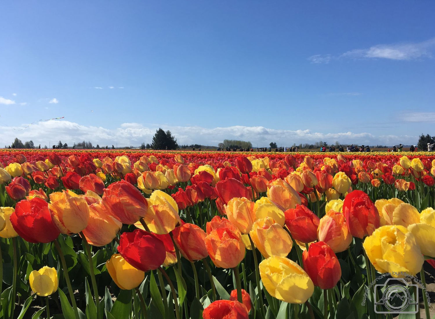 Erin Deardorff - Tulips