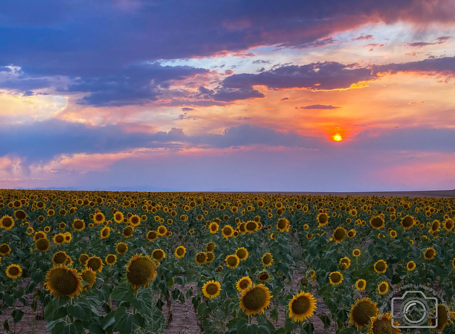 Erin Deardorff - Sunflower Sunset